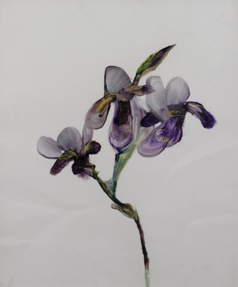 Irises by Sidney Nolan