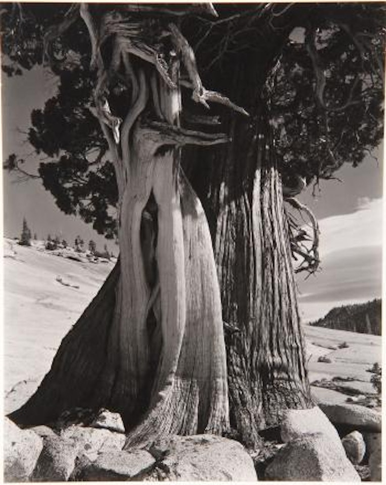 Juniper, Tenaya Lake by Edward Weston