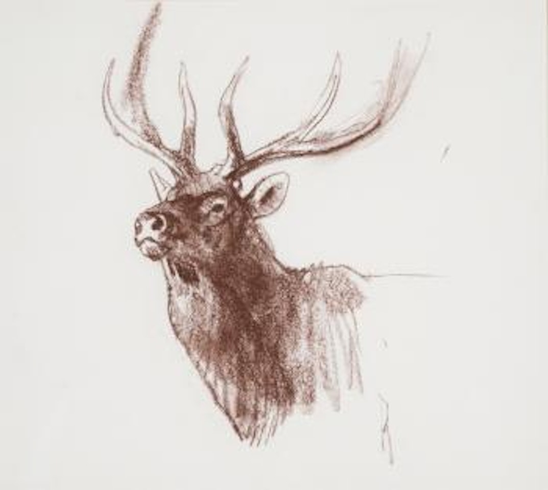 Bull elk portrait by Bob Kuhn
