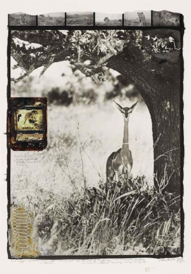 Female Gerenuk at Midday on the Tiva Lugga by Peter Beard