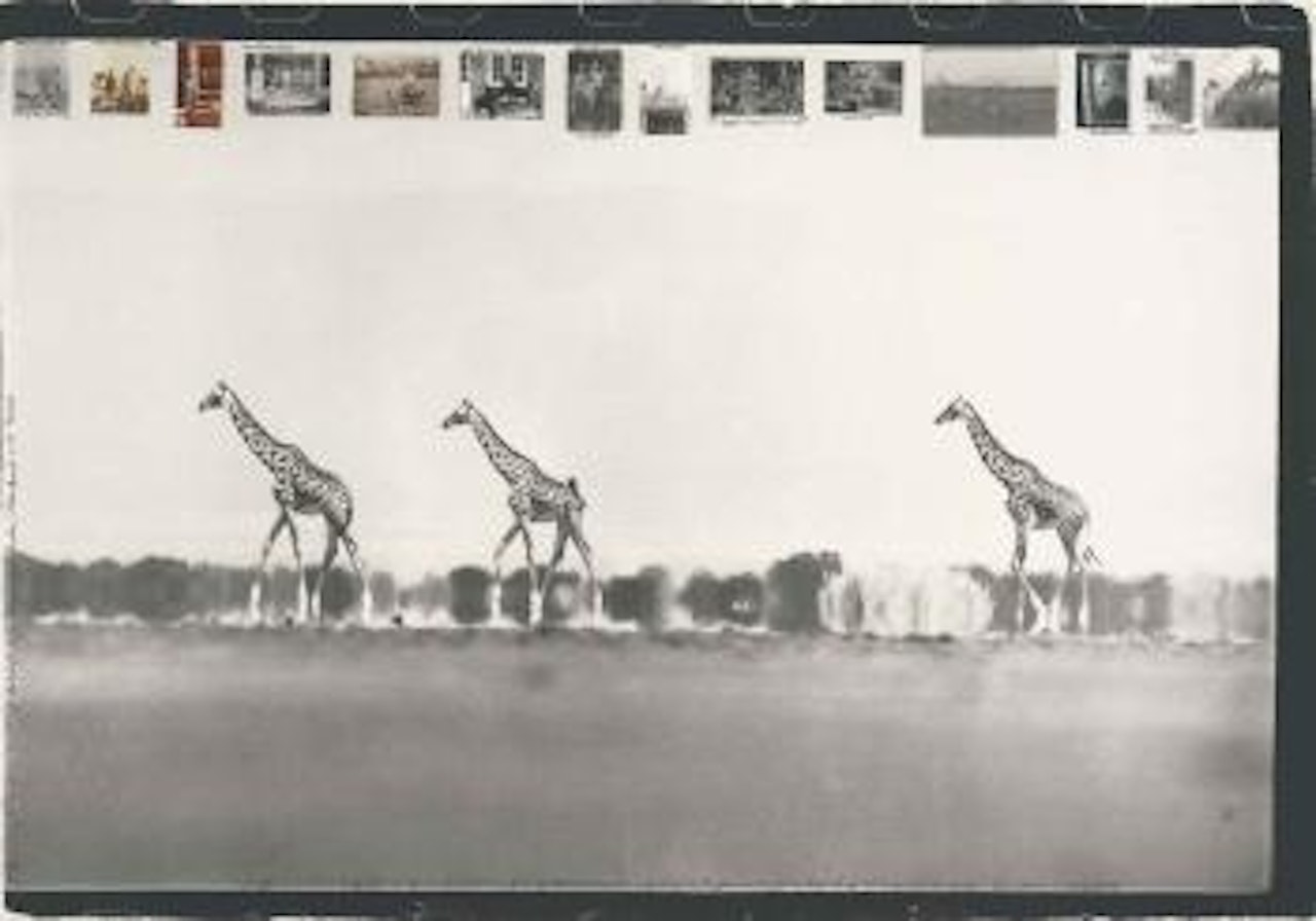 Giraffes in the Mirage on the Taru Desert, Kenya by Peter Beard
