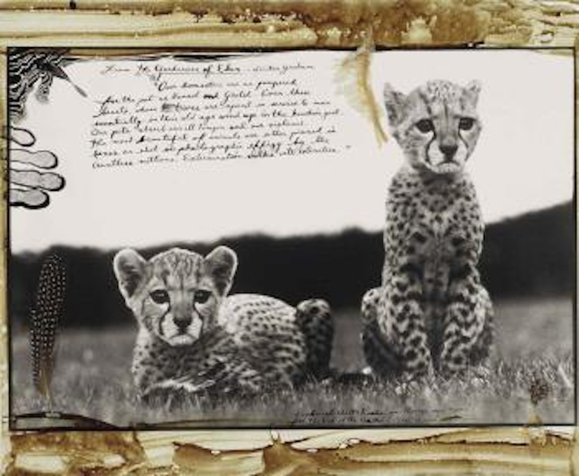Orphaned Cheetah Cubs, Mweiga, Kenya by Peter Beard
