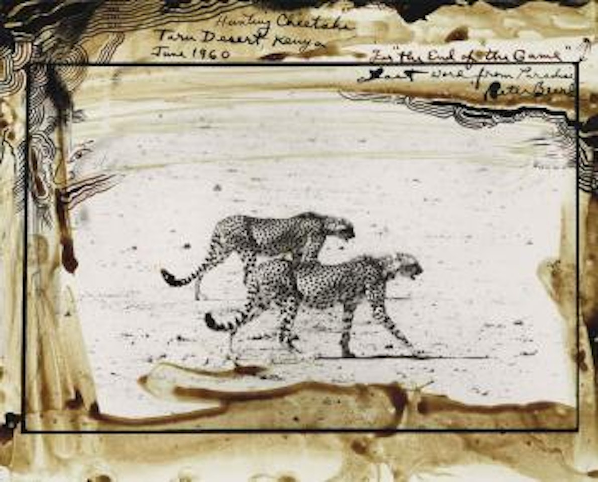 Hunting Cheetahs on the Taru Desert, Kenya, June 1960 by Peter Beard