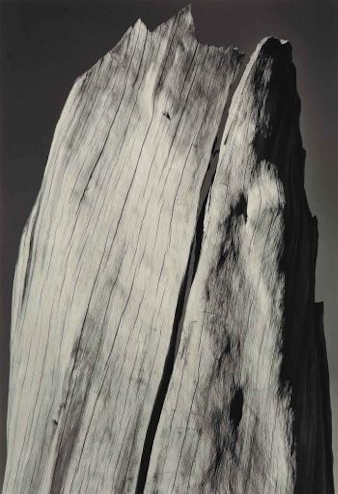 White Stump, Sierra Nevada, California by Ansel Adams