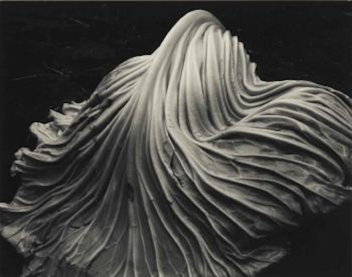 Cabbage Leaf by Edward Weston