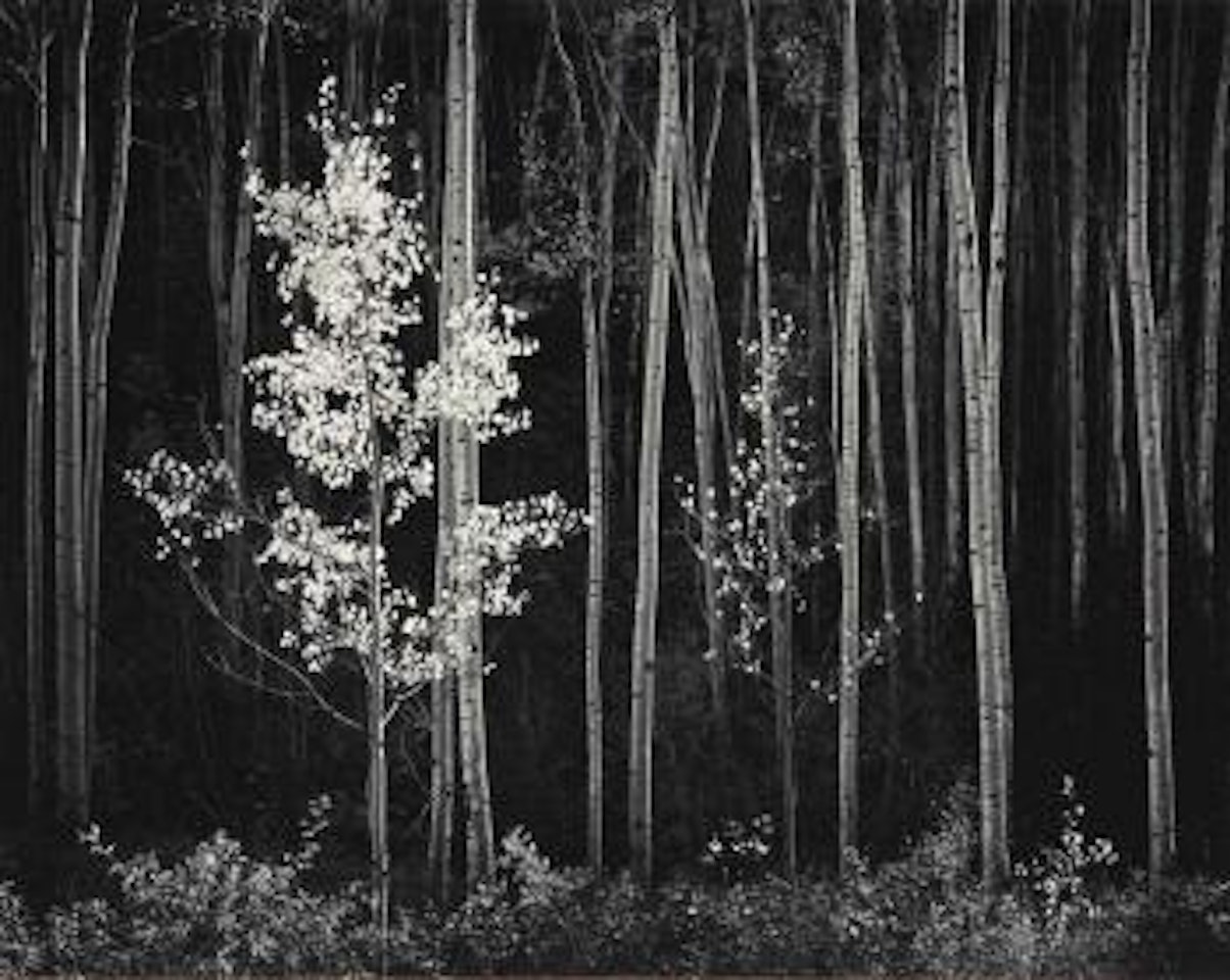 Aspens, Northern New Mexico by Ansel Adams