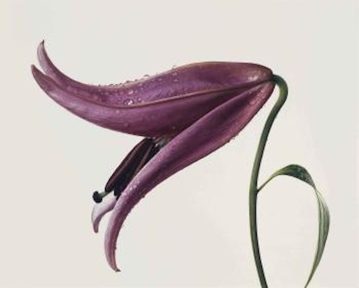 Lily, Imperial Pink, New York by Irving Penn