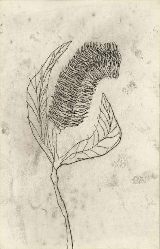 A folder containing four botanical studies: Sheoak; Old Man's Beard; Banksia; and [Leucodendron] by Sidney Nolan