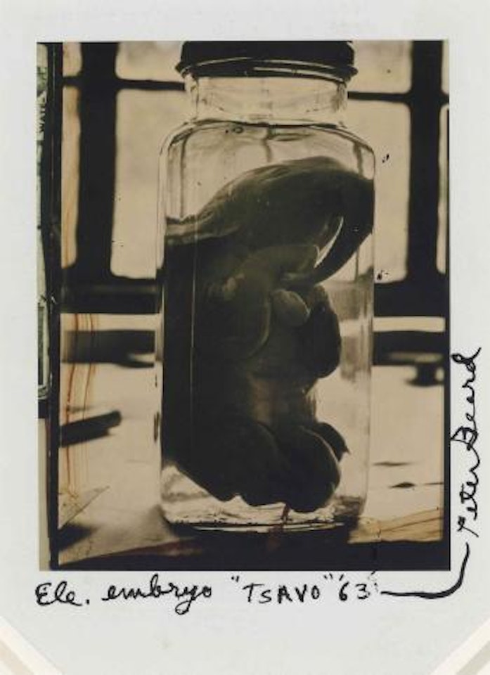 Elephant Embryo, Tsavo by Peter Beard