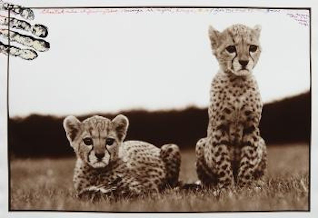 Cheetah cubs orphaned at Mweiga nr. Nyeri for The End of the Game by Peter Beard