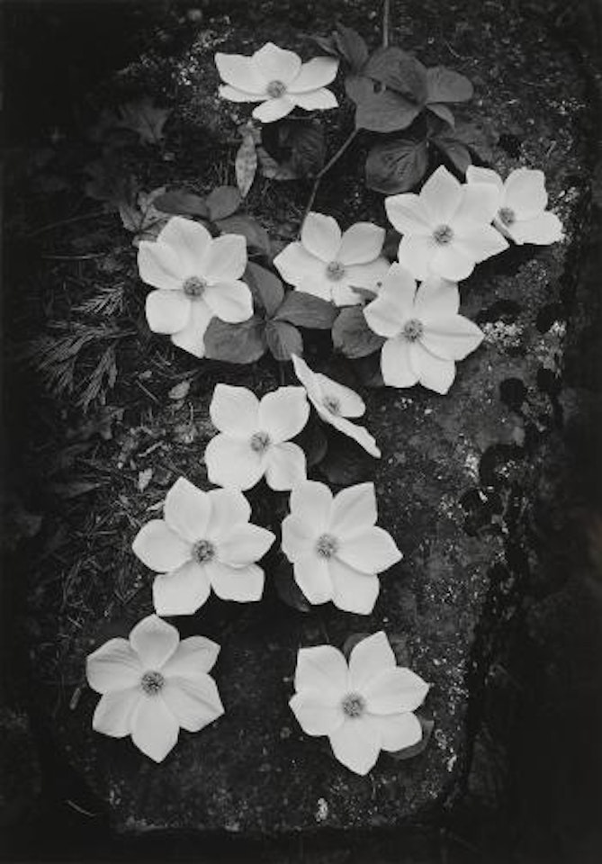 Dogwood, Yosemite National Park by Ansel Adams