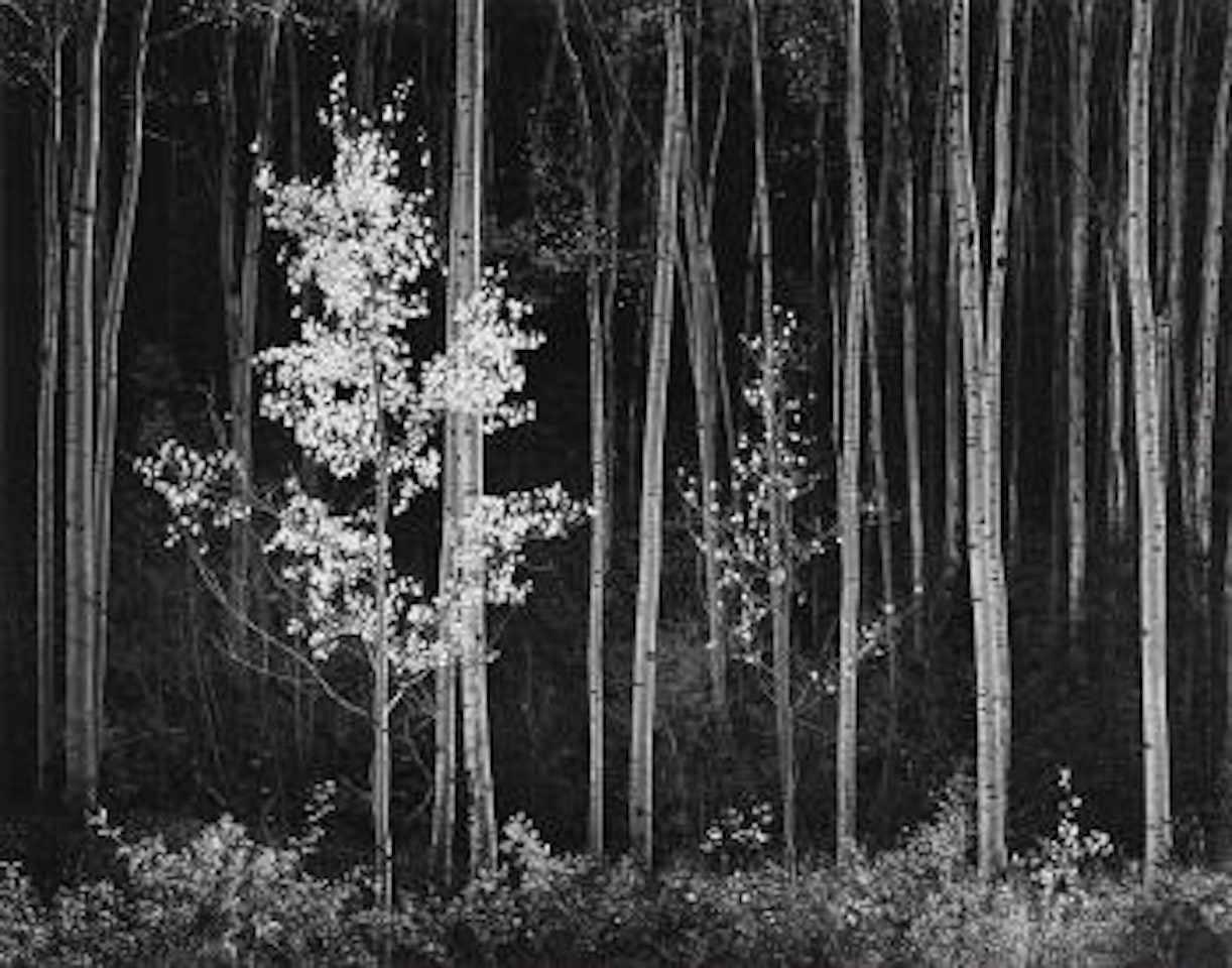 Aspens, Northern New Mexico by Ansel Adams