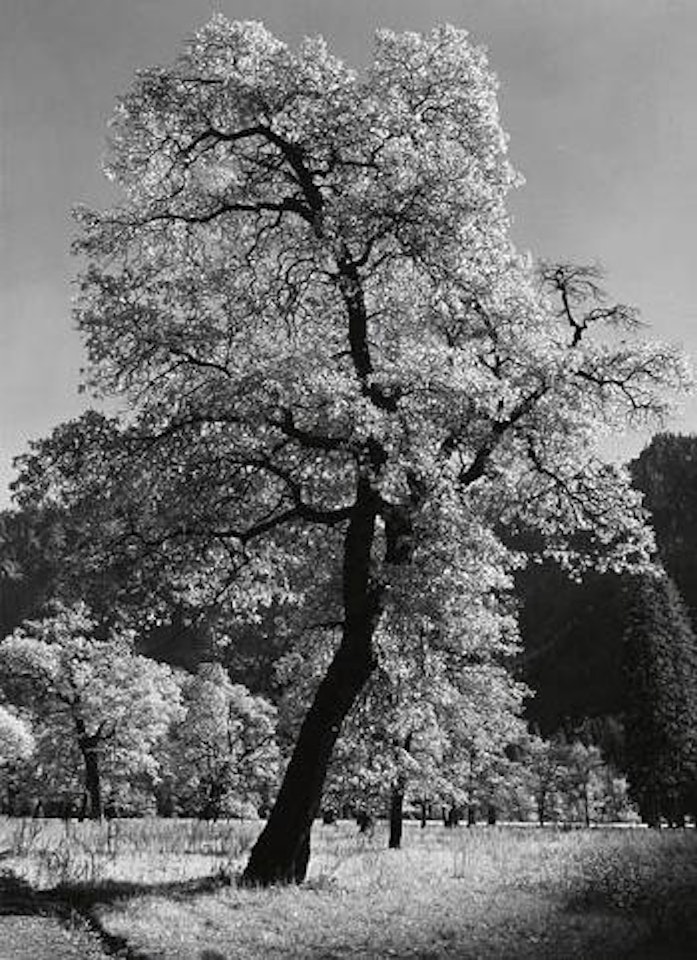 Oak tree, autumn by Ansel Adams