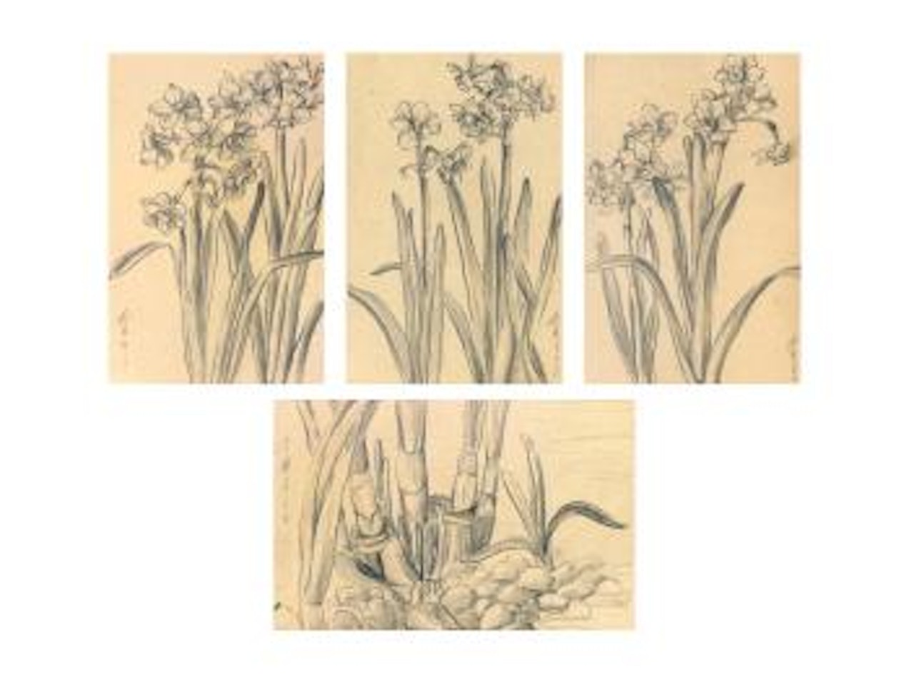 Sketches Of Narcissus by Lengyue Tao