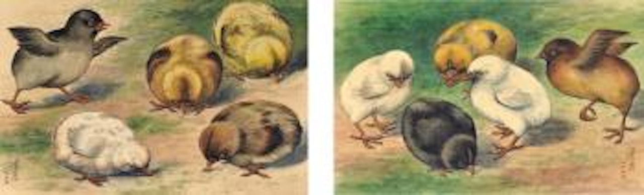 Chicks by Lengyue Tao