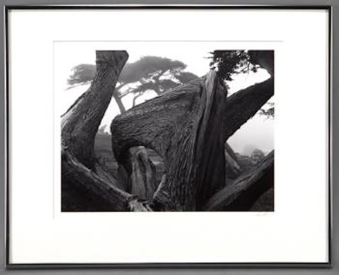 Cypress and fog, Pebble Beach, California by Ansel Adams