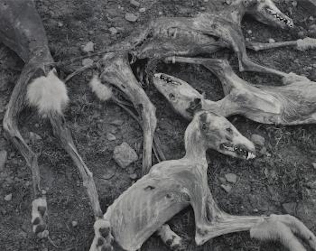 Coyotes by Frederick Sommer