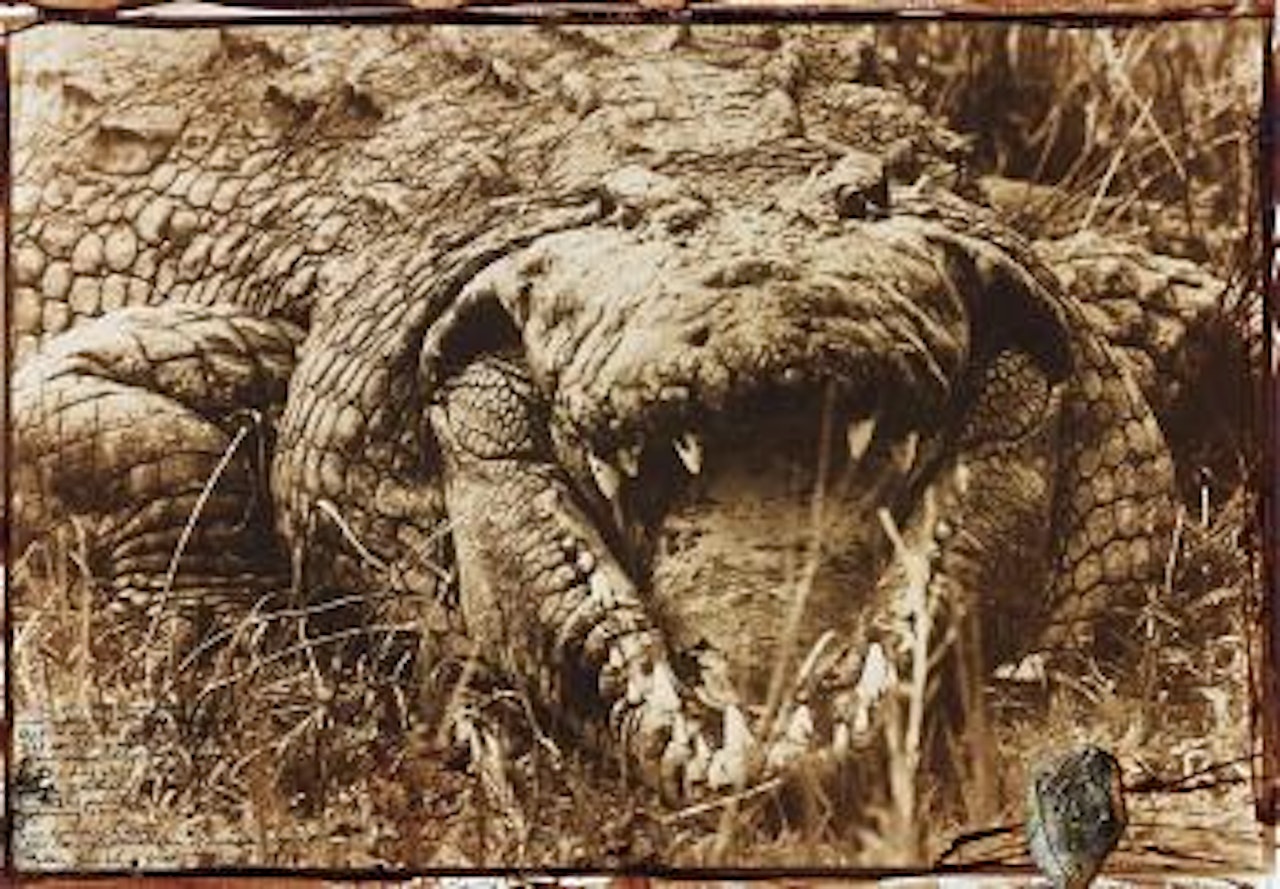 Eyelids of Morning: The Mingled Destinies of Crocodiles and Men, Chobe, Uganda by Peter Beard