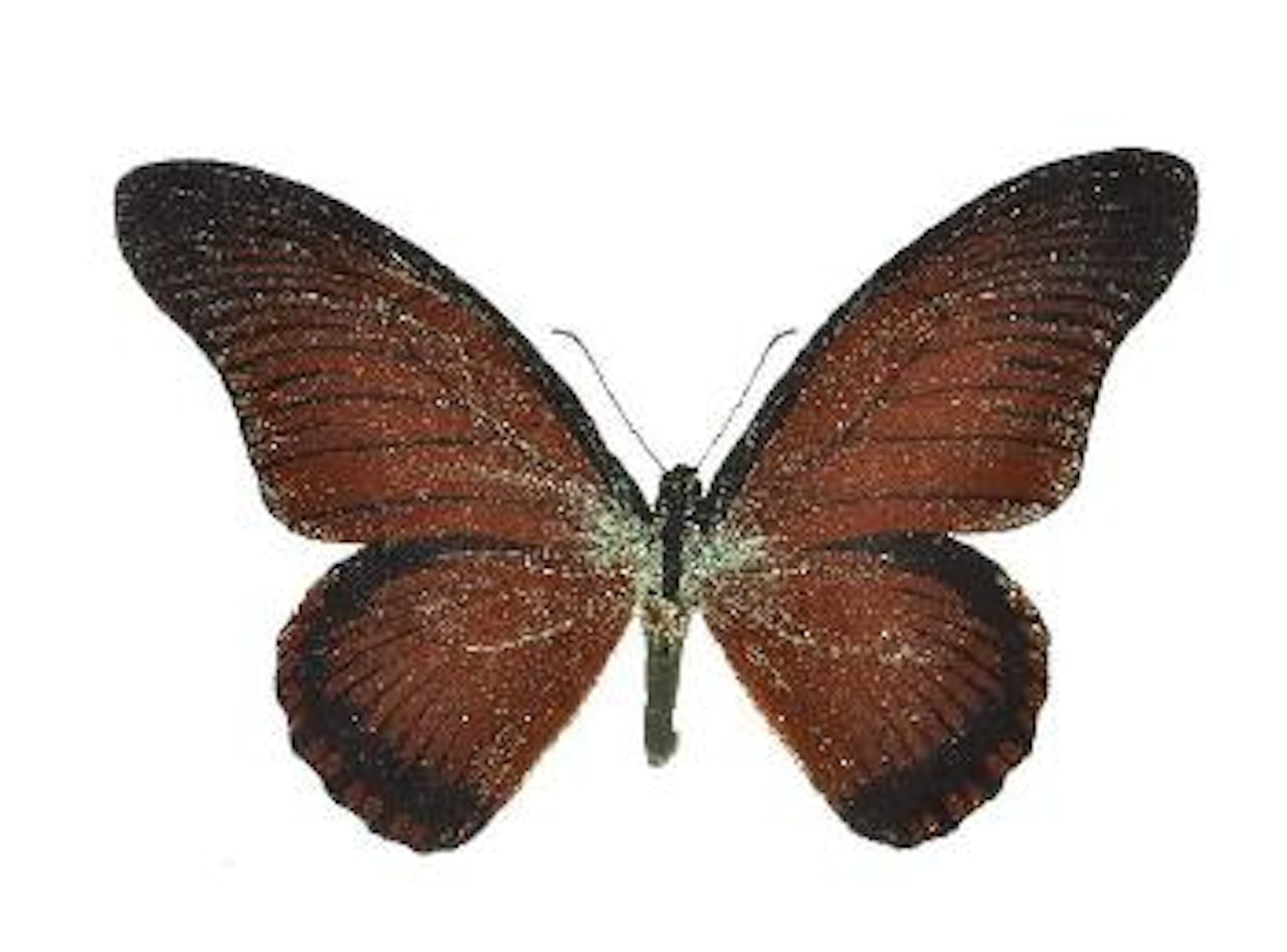 Green) by Damien Hirst