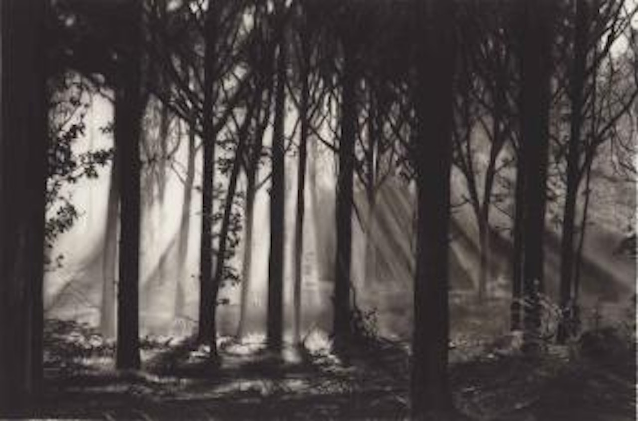 Study for Black Forrest by Robert Longo