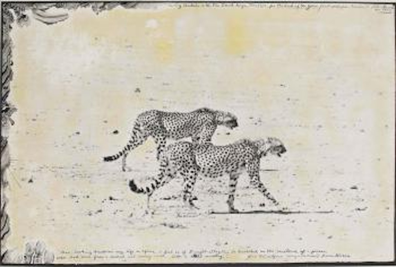 Hunting Cheetahs on the Taru desert, Kenya, June 1960 by Peter Beard