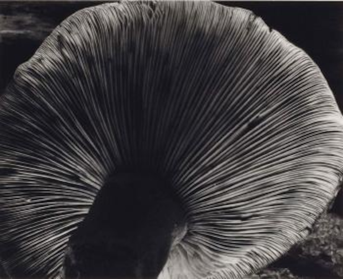 Toadstool by Edward Weston