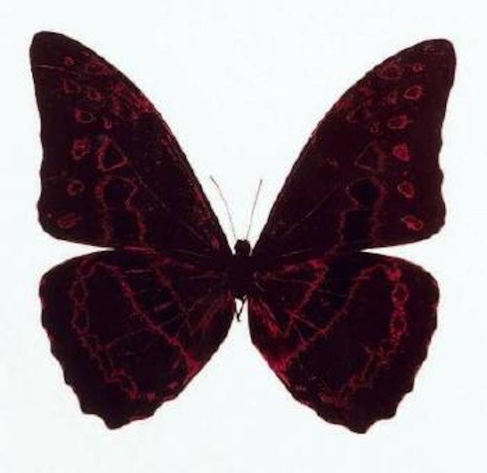 Souls III Burgundy/Chilli Red by Damien Hirst