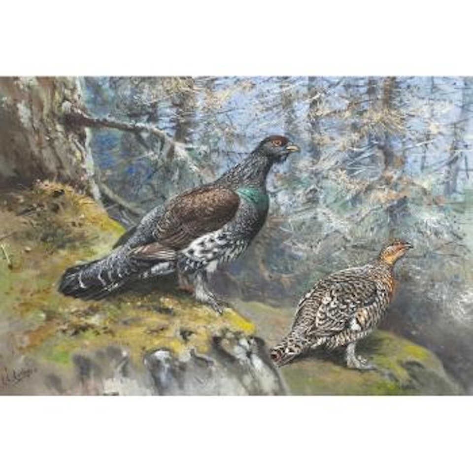Capercaillie by George Edward Lodge