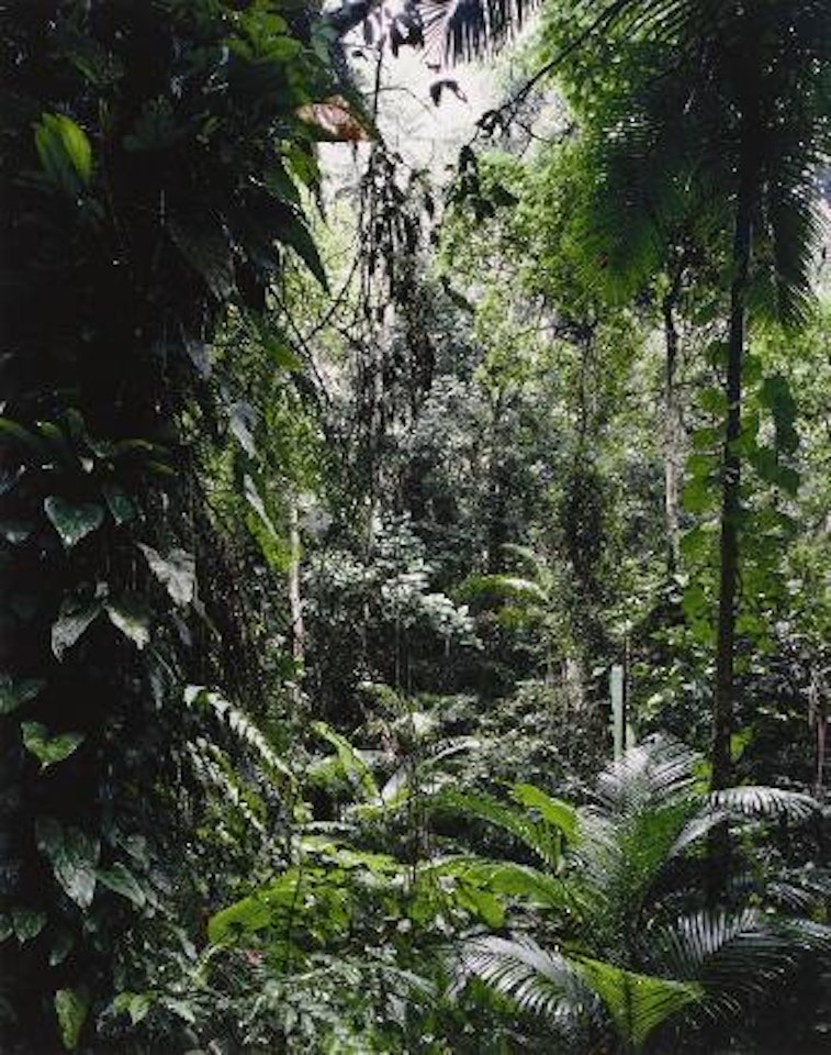Paradies by Thomas Struth