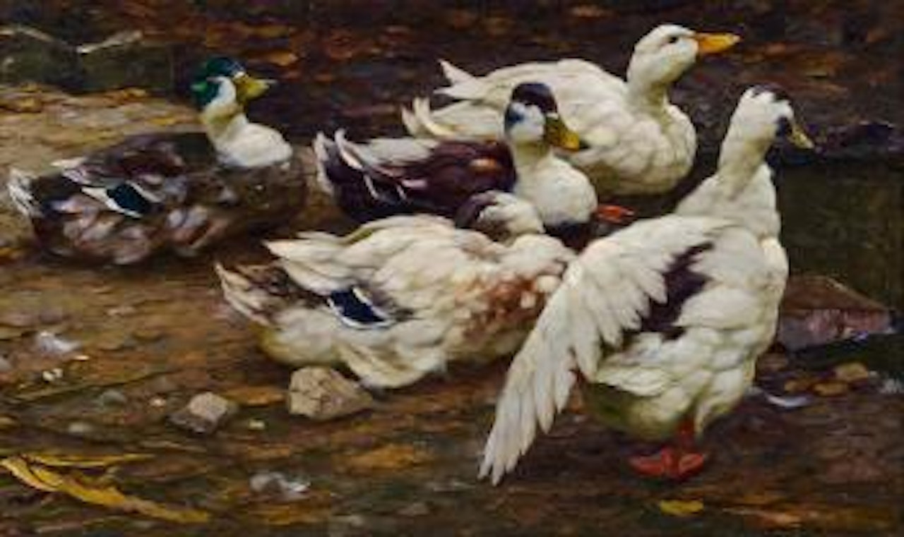 Ruhende Enten, eine den Flügel streckend by Alexander Koester