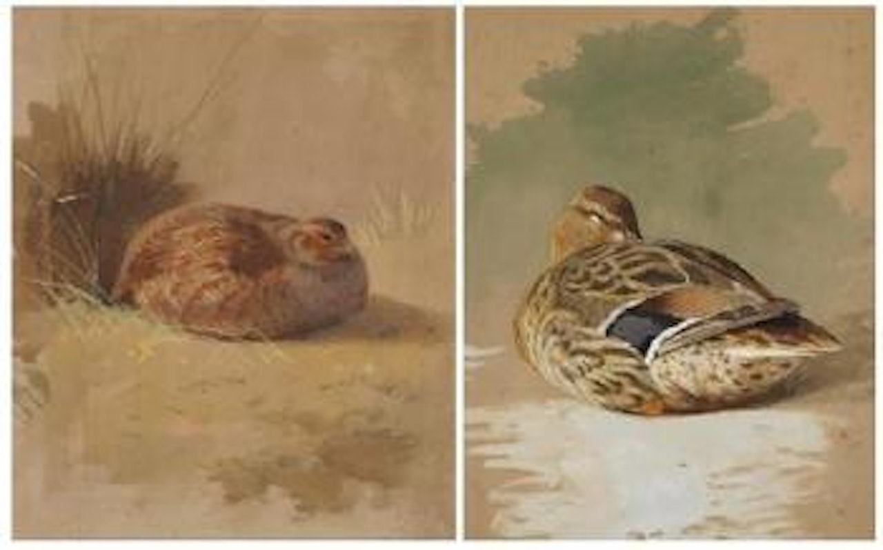 Patridge; Mallard resting by Archibald Thorburn