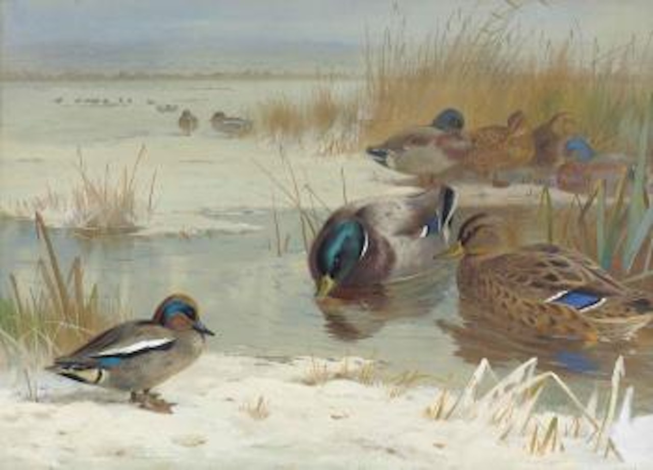 Mallard and teal in a winter landscape by Archibald Thorburn