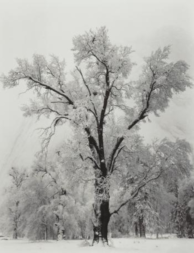 Oak Tree, Snowstorm, Yosemite National Park, California by Ansel Adams