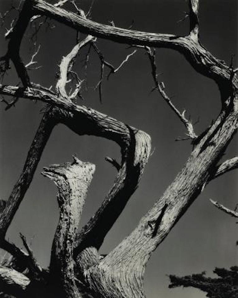 Cypress by Edward Weston
