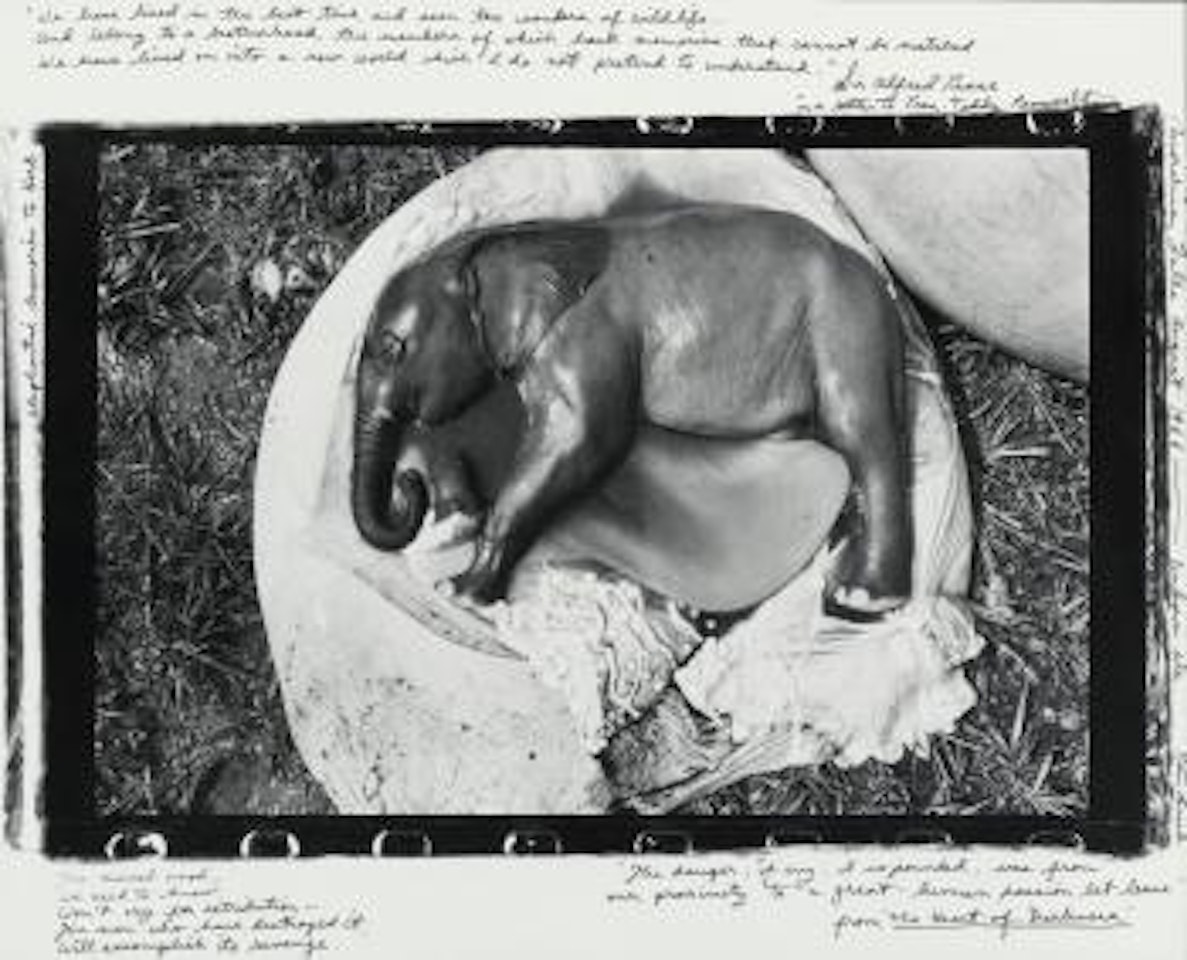 We Have Lived In The Best Time by Peter Beard