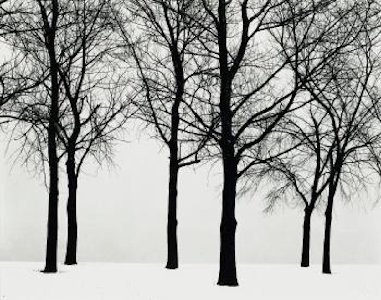 Chicago (Trees In Snow) by Harry Callahan