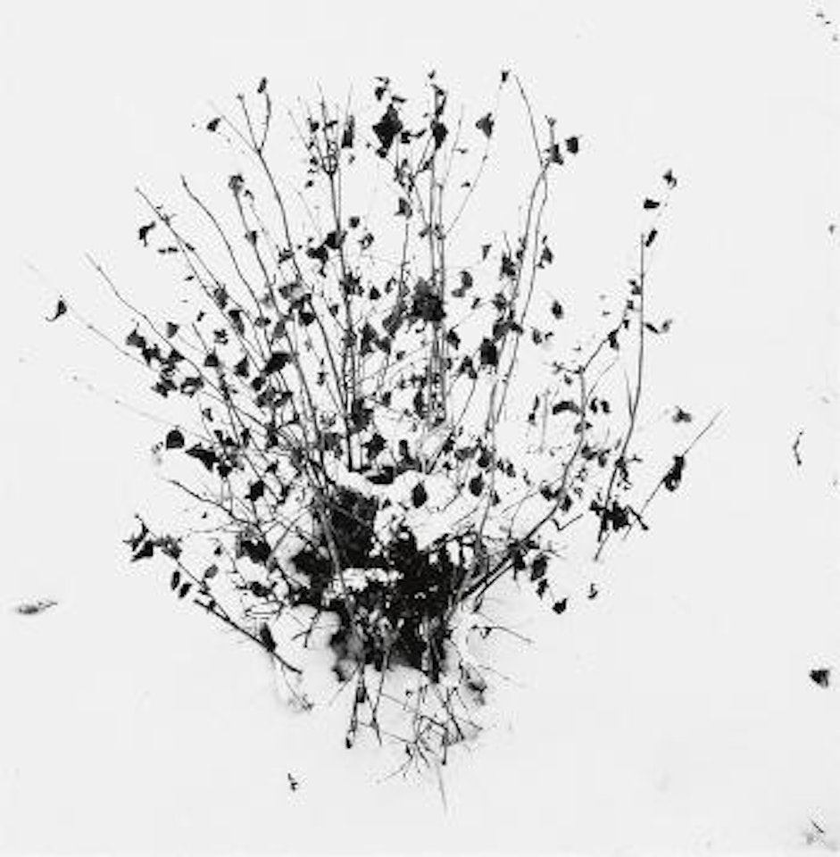 Bush in snow, Downer's Grove by Harry Callahan