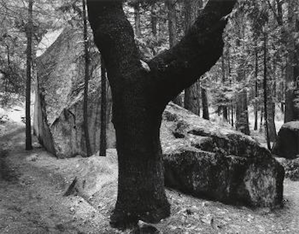 Forest, Yosemite Valley by Ansel Adams