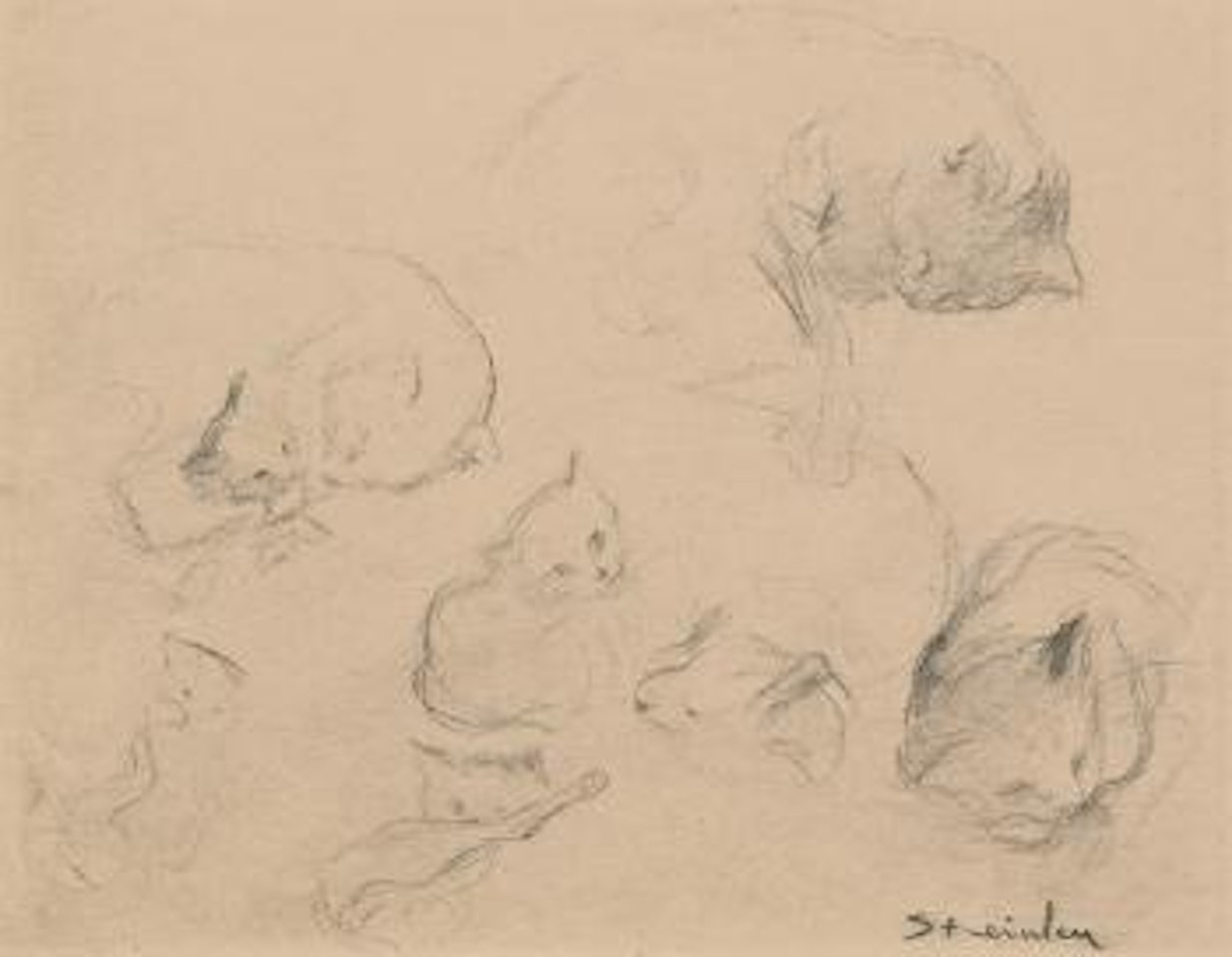 Etude des chats by Théophile Alexandre Steinlen