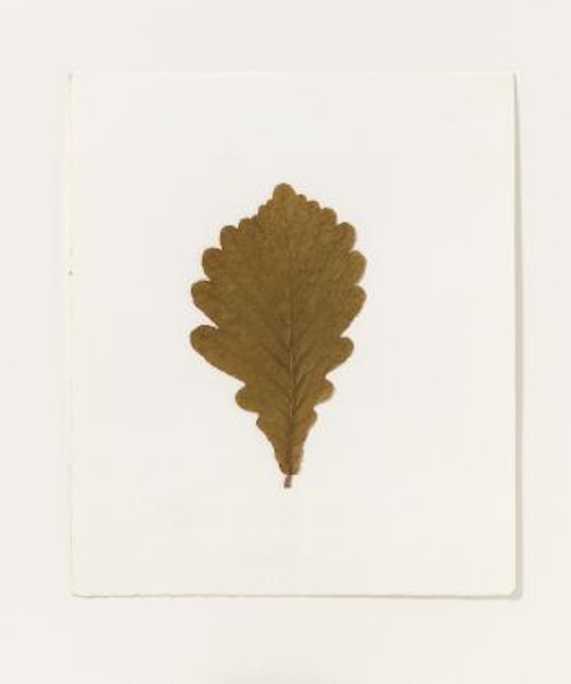 Koreanische Eiche by Joseph Beuys