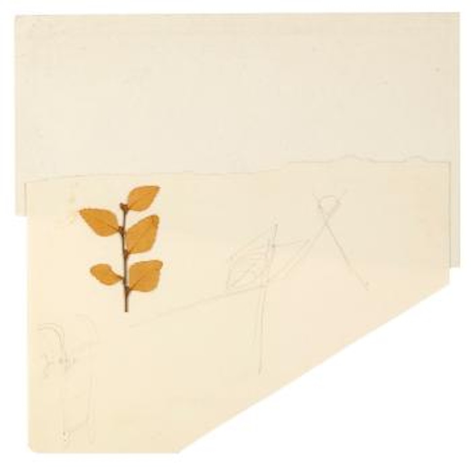 Nothofagus by Joseph Beuys