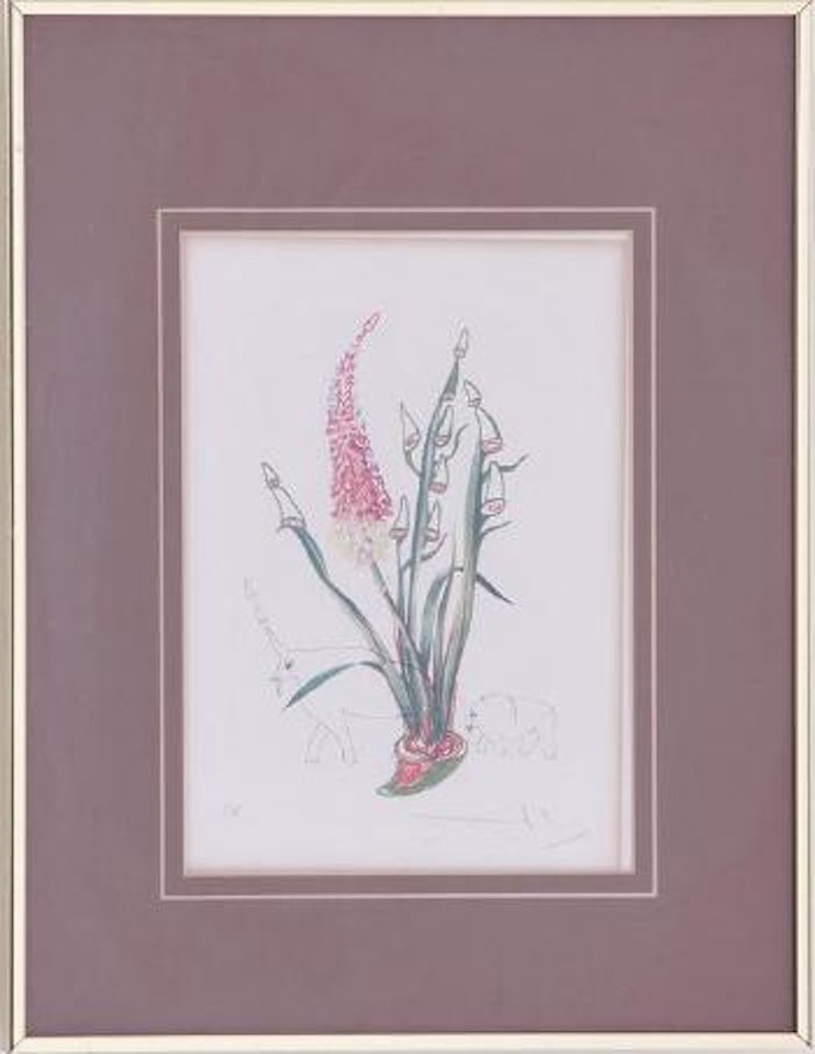 Kniphofia aphrodisiaca with rhinos by Salvador Dali