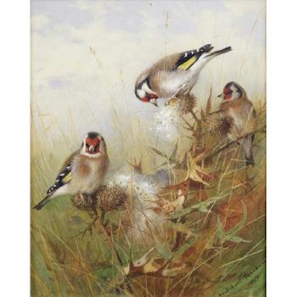 Goldfinches by Archibald Thorburn
