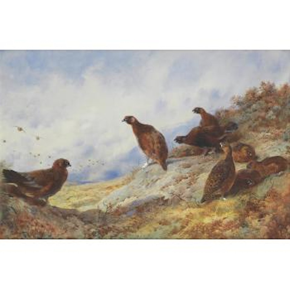 Red Grouse on a high moor by Archibald Thorburn