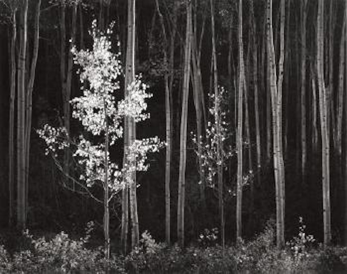 Aspens, Northern New Mexico, from Portfolio VII by Ansel Adams
