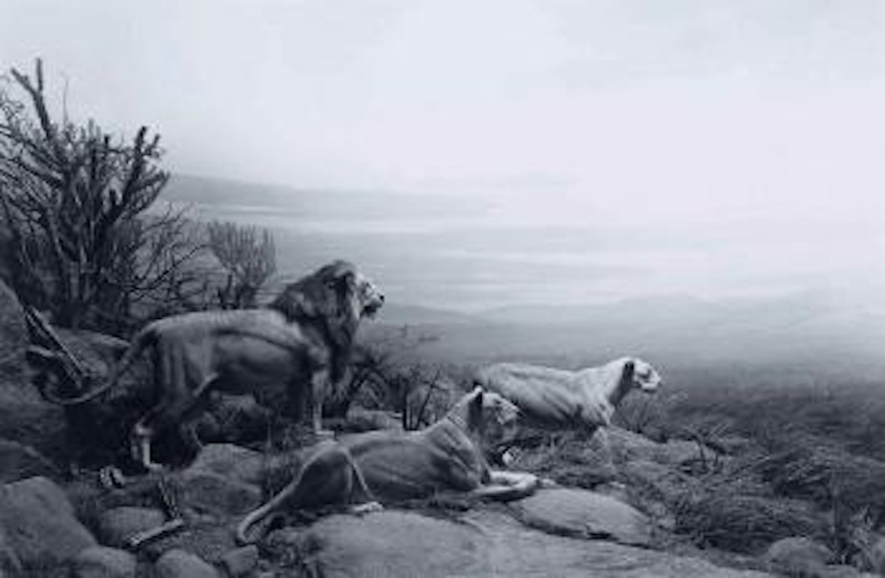 Lion by Hiroshi Sugimoto