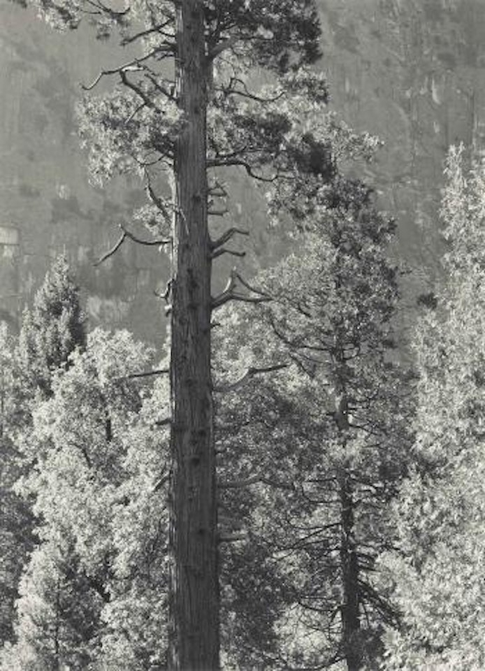 Cedar Tree, Cliffs, Yosemite Valley by Ansel Adams