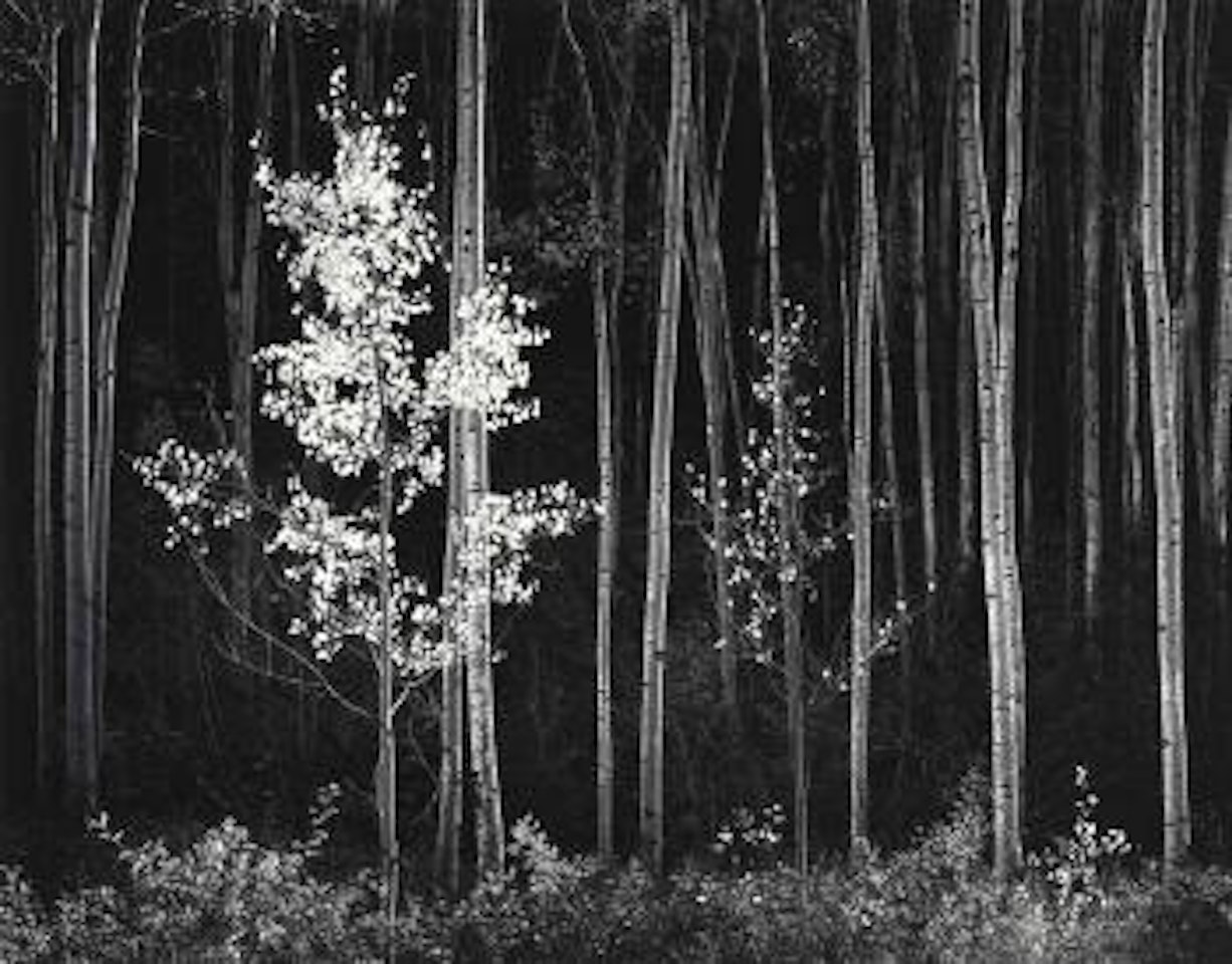 Aspens, New Mexico by Ansel Adams