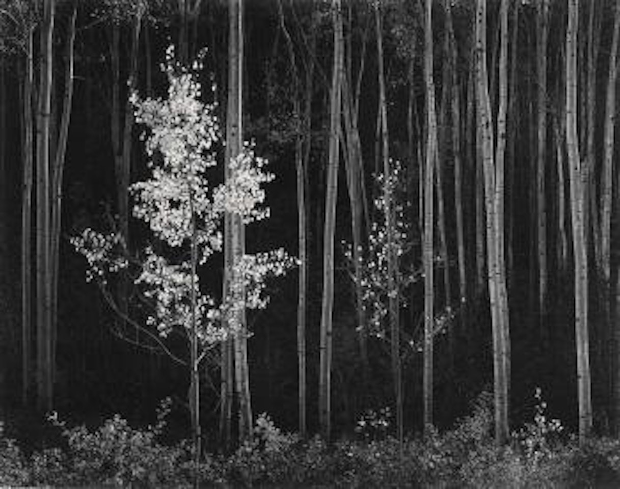 Aspens, Northern New Mexico by Ansel Adams