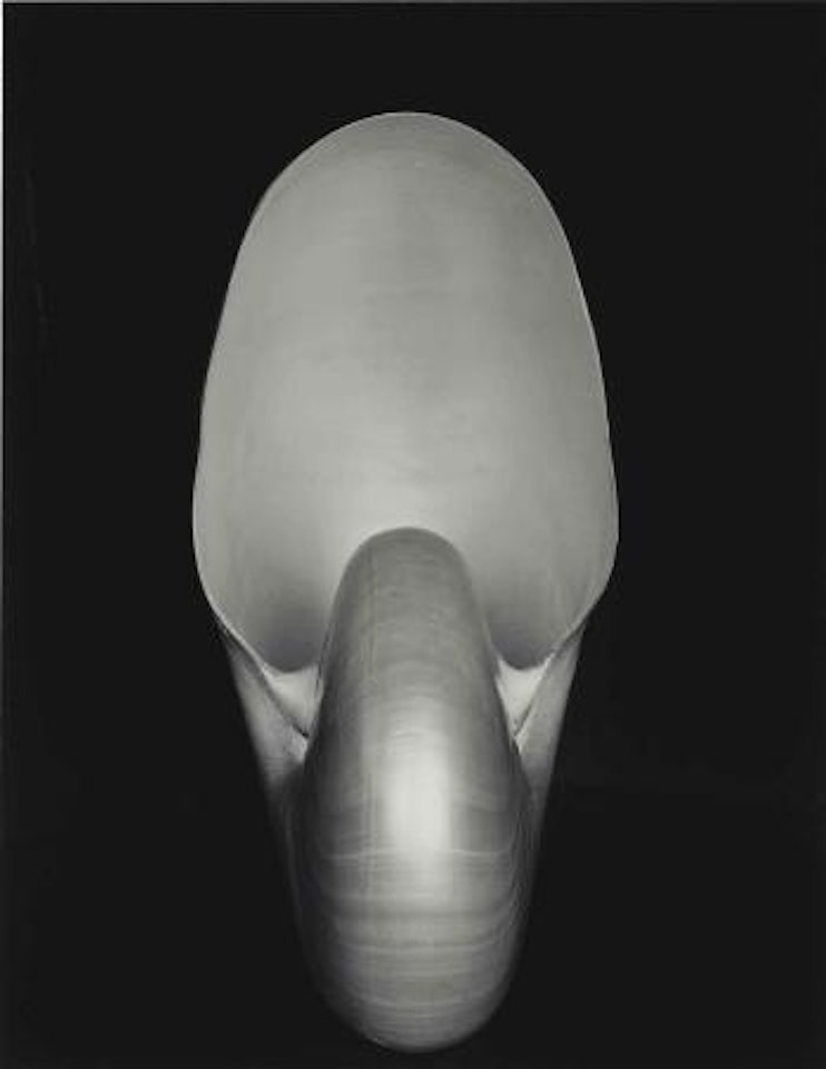 Shell by Edward Weston
